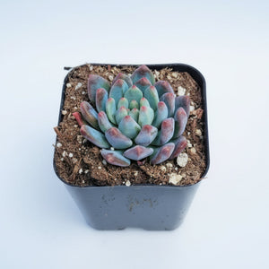 Blue-green and pink succulent in a small black square pot against a white background.