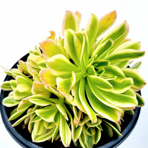 Top-down shot of a succulent with variegated lime green and yellow leaves, edged in pink, in a black pot.
