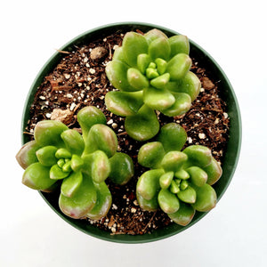 Overhead view of three plump green succulents in a round green plastic pot filled with soil.