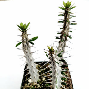 Potted Alluaudia procera plant with three spiky, grey-white stems and small green leaves at the top.
