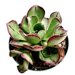 Overhead shot of a green succulent with reddish-purple edges in a small pot.