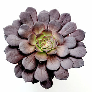Overhead view of a dark purple succulent with broad, rounded leaves and a vibrant green center.
