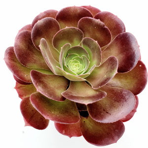 Top-down view of a rosette succulent with deep burgundy outer leaves fading to a pale green center.