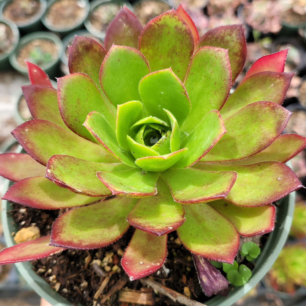 10