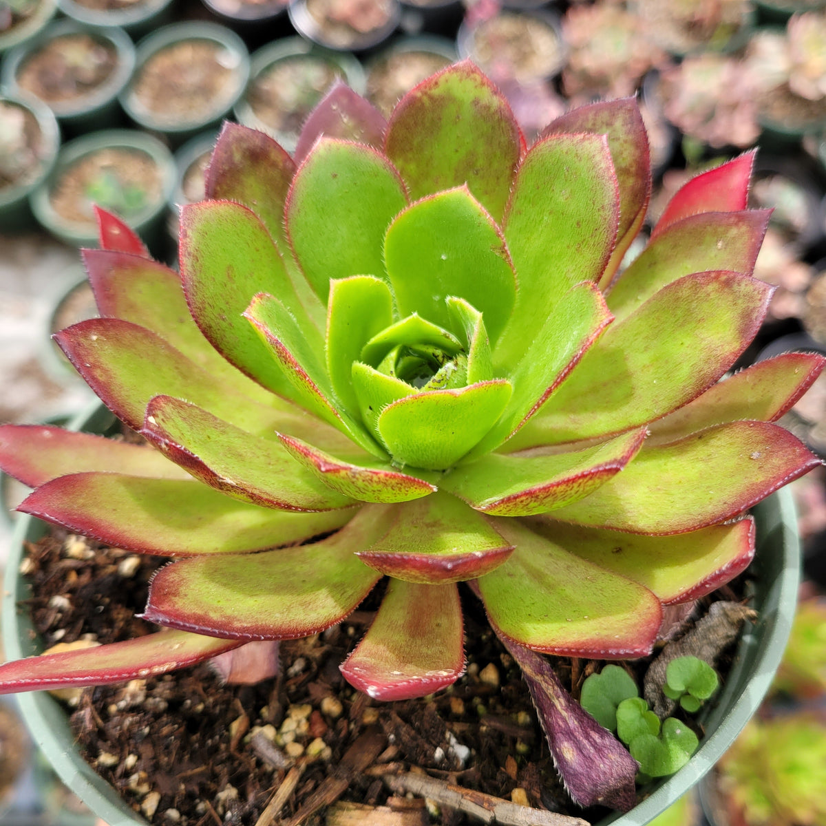 11