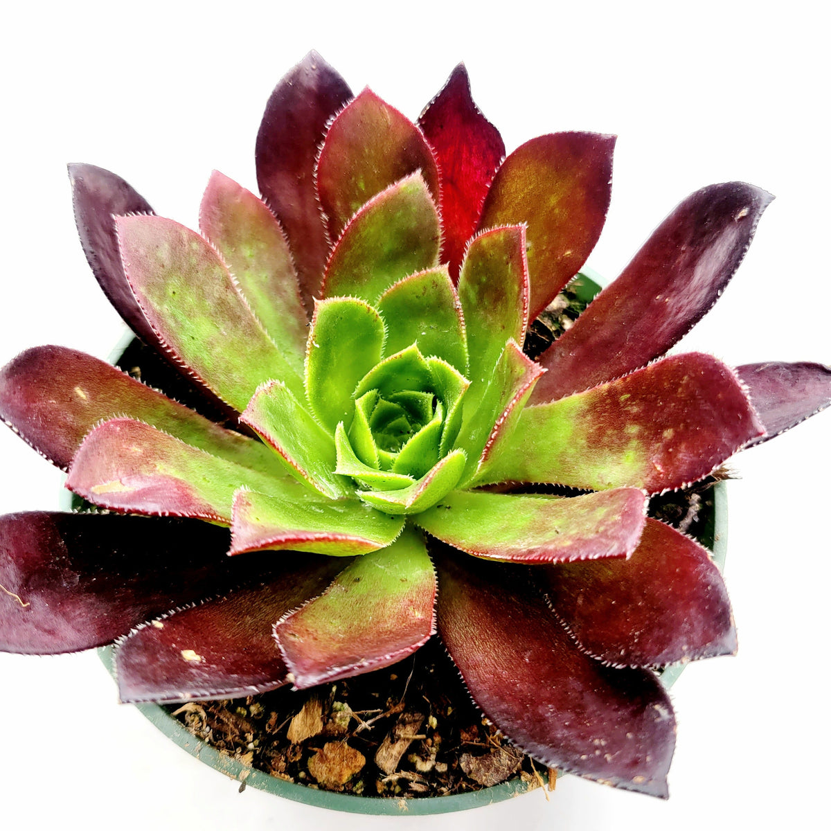 6