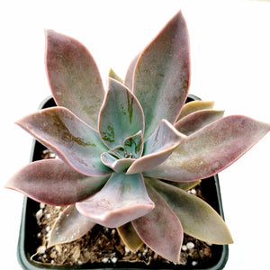 A top-down view of a succulent with pointed, mauve and teal leaves in a black pot.