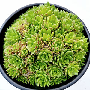 Top-down view of dense green succulent rosettes with reddish tips packed tightly into a black round pot.