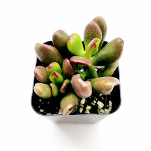 Overhead view of a Crassula ovata 'Gollum' succulent in a small black pot against a white background.
