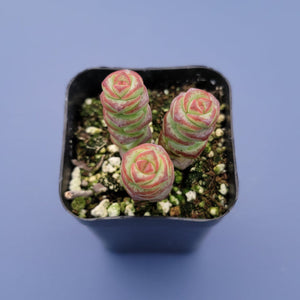 Top-down view of three stacked green and red succulent stems in a small black pot against a solid blue background.