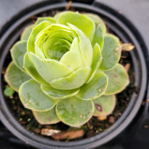 Top-down shot of a light green succulent in a round black pot.