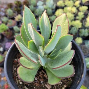 Top-down view of a light green succulent with reddish-pink edges in a black pot, with other plants blurred in the background.