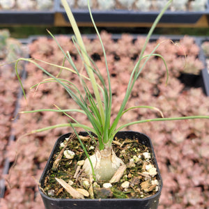 Potted bulbous succulent with thin, arching green leaves in a black square pot.