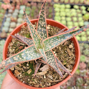 Top-down view of an aloe succulent with pointed green leaves, white spots, and pinkish-red edges in a brown pot.