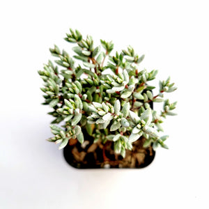 Overhead view of a succulent plant with dense, pale green, pointed leaves in a square pot against a white background.