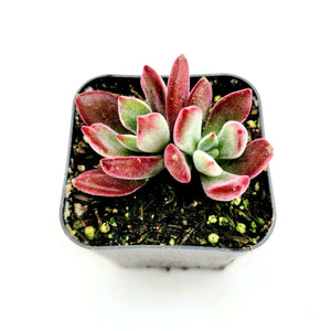 A small fuzzy succulent with green and red leaves in a square black pot.