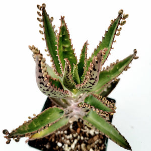 A Mother of Thousands succulent with green, purple-spotted leaves in a small pot.