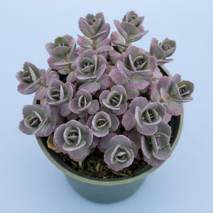 Top-down view of a dusty purple succulent with rose-like rosettes in a green pot on a light blue background.