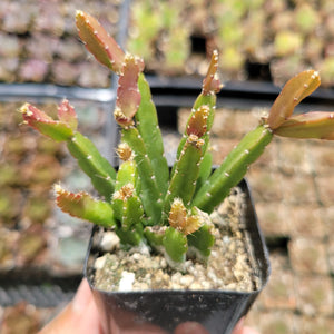 Green and reddish-brown Rhipsalis succulent with segmented stems in a small square pot.