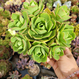 A hand holds a cluster of bright green succulent rosettes with reddish leaf margins.