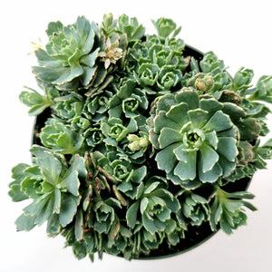 Overhead view of a dense cluster of light green succulent rosettes in a dark pot on white.