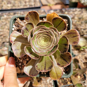 Overhead view of an Aeonium succulent in a square pot, featuring green rosette leaves edged with dark red markings.