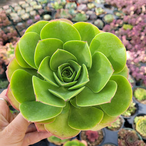 A hand holds a vibrant green succulent with a tightly layered, rosette shape and subtle red edges.