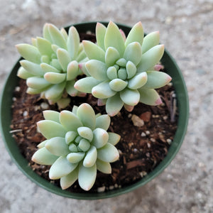 Top-down view of three pale green succulent rosettes with pink-tipped leaves in a green pot with dark soil.
