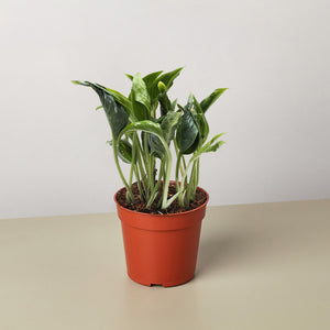 Pothos 'Shangri La'