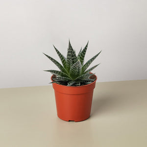Succulent Gasteria Durban