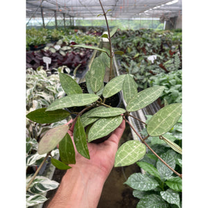 Hoya 'Eliptica'