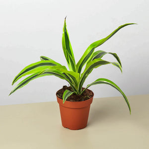 Dracaena 'Lemon Lime'