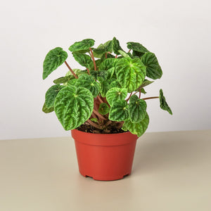 Peperomia 'Ripple'