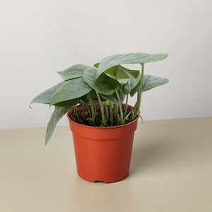 Scindapsus Platinum Java