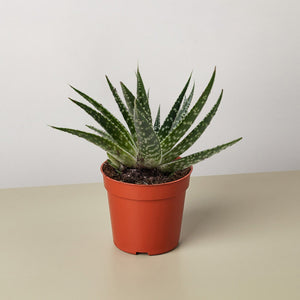 Succulent Gasteria Zimflora