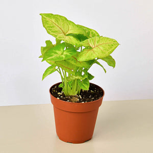 Syngonium 'Gold'