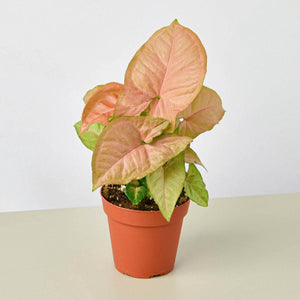 Syngonium 'Strawberry'