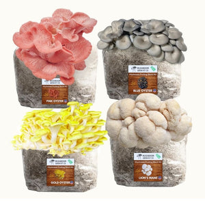 4 Pack - Lion's Mane, Gold, Pink, and Blue Oyster Mushroom Grow Kit Fruiting Blocks