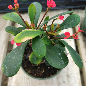 Potted Crown of Thorns plant with bright green leaves and small pink flowers on thorny stems.
