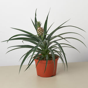 Bromeliad 'Yellow Pineapple'
