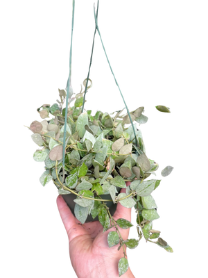 Hoya Krohiana 'Eskimo'