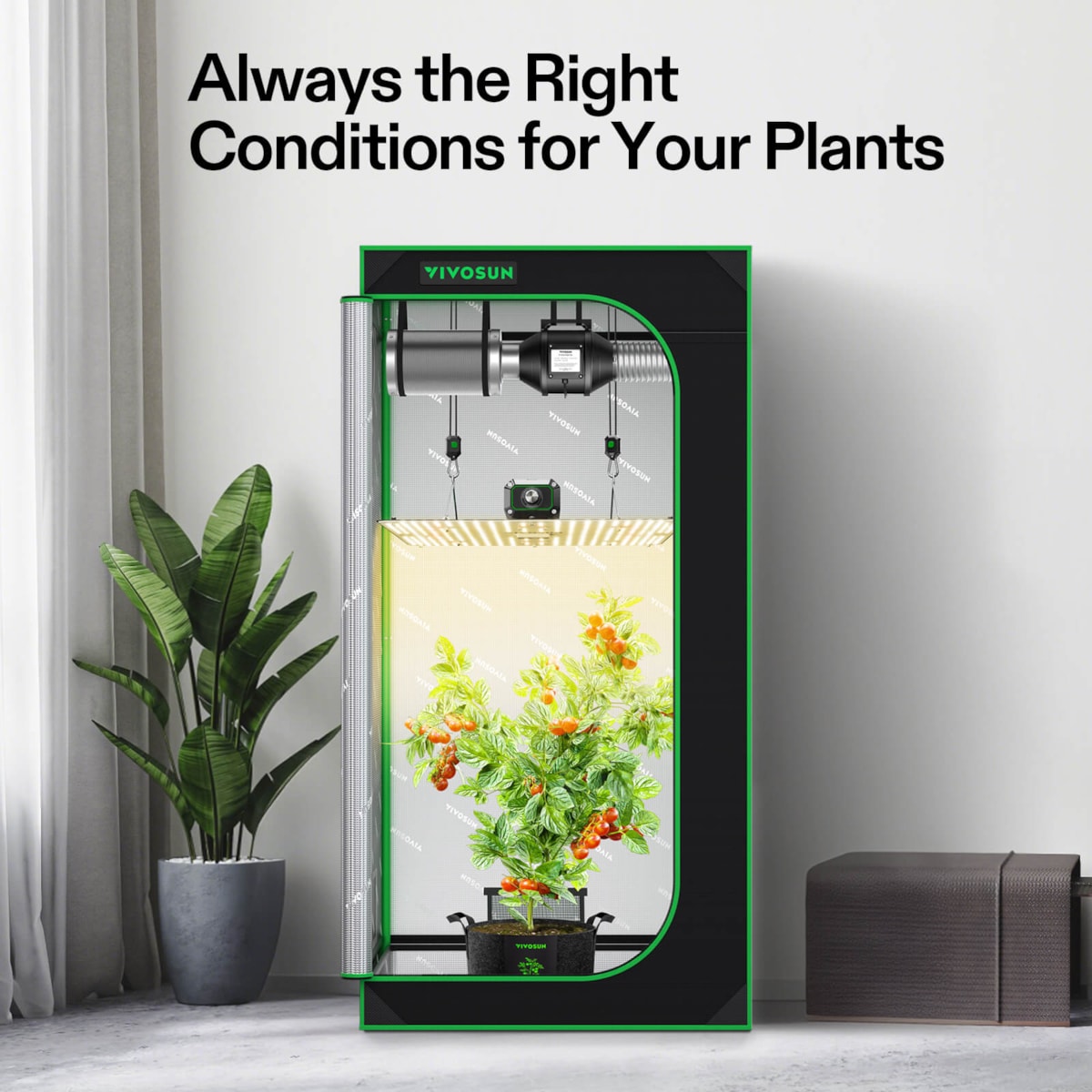 Black and green grow tent with interior lights, ventilation, and a potted tomato plant inside a living room.