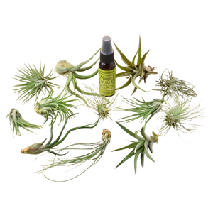 12 Tillandsia Air Plant Variety Pack with Spray Bottle
