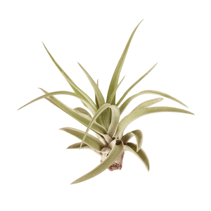 10pk Veluntina Air Plants