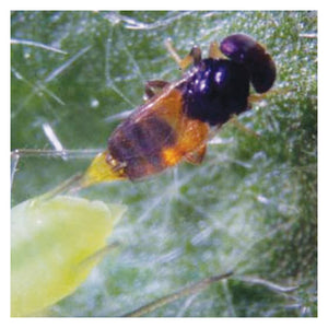 Aphelinus abdominalis, a small black and orange parasitic wasp, attacks a green aphid on a fuzzy green leaf.