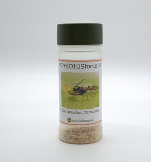 Clear plastic shaker bottle containing Aphidius matricariae beneficial insects for natural aphid control.