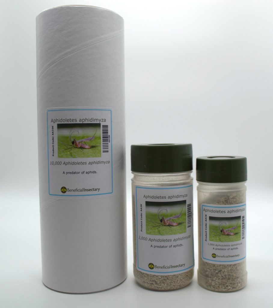 Aphidoletes aphidimyza – Gall Midge for Broad-Spectrum Aphid Control