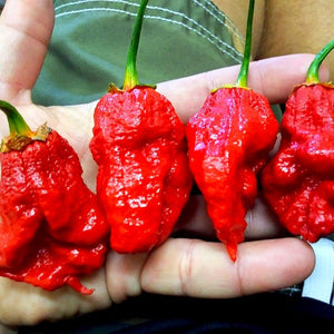 Bhutlah Bubblegum 7 Pot Red Seeds