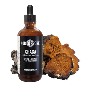 Amber glass dropper bottle of North Spore Chaga mushroom liquid extract next to raw Chaga mushroom chunks.