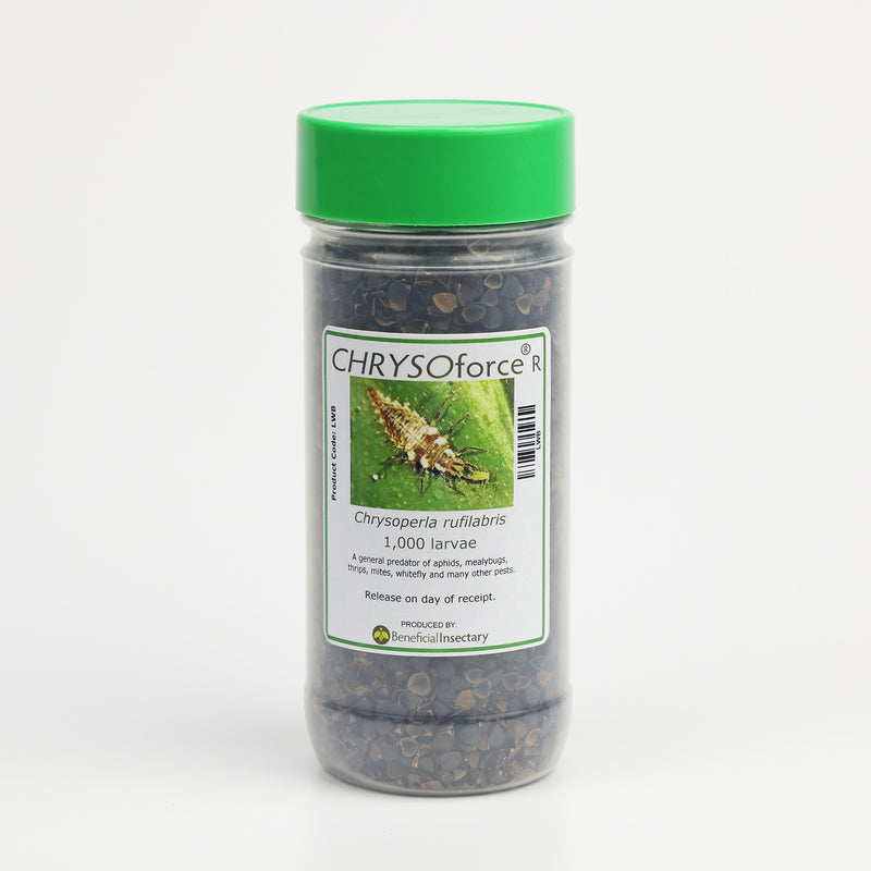 Bottle of green lacewing larvae for aphid control
